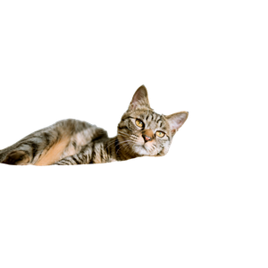 Cat PNG image: Silver Tabby Cat On Gray Pillow Beside Clear Glass Window - transparent background