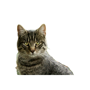 Cat PNG image: Silver Tabby Cat On Green Grass During Daytime - transparent background