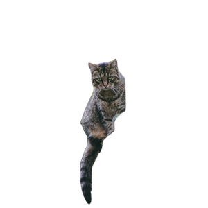Silver Tabby Cat On Wooden Fence - Cat PNG image with transparent background