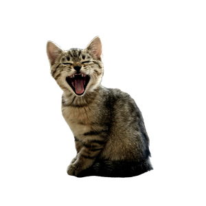 Silver Tabby Kitten On Floor – cat PNG with transparent background