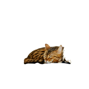 Related cat image: Sleeping Leopard Kitten