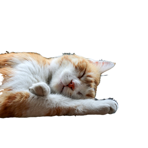 Cat PNG image: Sleeping Orange And White Cat By Window - transparent background