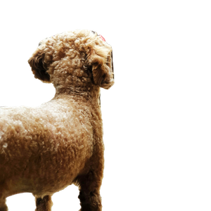 Small Long Coated Tan Dog Near Metal Bars – cat PNG with transparent background