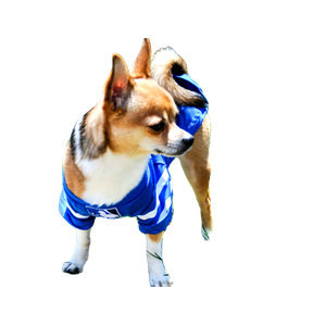 Small Short Coated Dog Wearing Blue And White Mlb Vest – cat PNG with transparent background