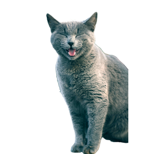 Smiling Gray Cat Outdoors In Tunisia 12409 - Cat PNG image with transparent background