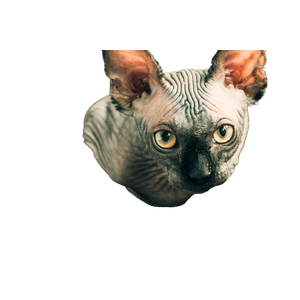 Sphinx Kitten – cat PNG with transparent background