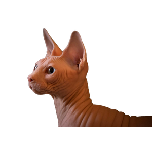 Sphynx Cat – cat PNG with transparent background