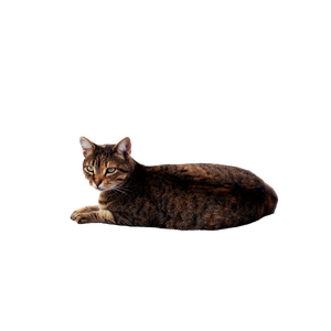 Street Cat Resting In Carthage Tunisia 12488 - Cat PNG image with transparent background
