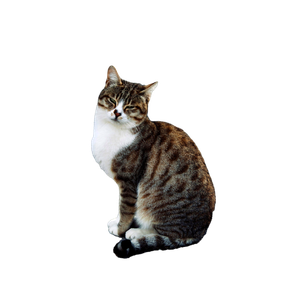 Striped Tabby Cat Sitting On Pavement 14960 - Cat PNG image with transparent background