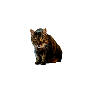 Tabby Cat Relaxing Indoors 12367 - Cat PNG image with transparent background