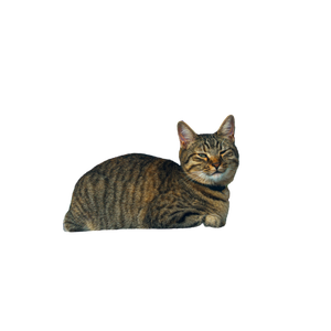 Tabby Cat Relaxing On A Car Roof In Carthage 12490 - Cat PNG image with transparent background
