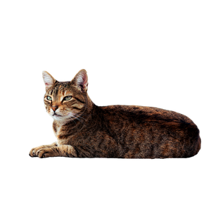Related cat image: Tabby Cat Resting In Carthage Tunisia 17687