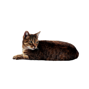 Tabby Cat Resting On Stone In Carthage Tunisia 17684 - Cat PNG image with transparent background