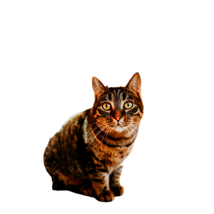 Tabby Cat Sitting Under Wooden Chair Indoors 12359 - Cat PNG image with transparent background