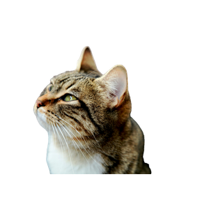 Tabby Cat Looking Upward – cat PNG with transparent background