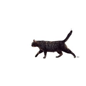 Tabby Cat On Ledge – cat PNG with transparent background