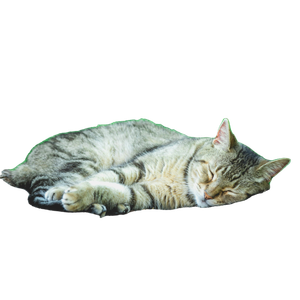 Related cat image: Tabby Cat Sleeping On Brown Rattan At Daytime