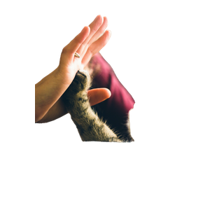 Tabby Cat Touching Person'S Palm – cat PNG with transparent background