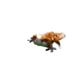 Tan And White Border Collie Running – cat PNG with transparent background