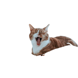 Tan And White Cat On White Bedspread – cat PNG with transparent background