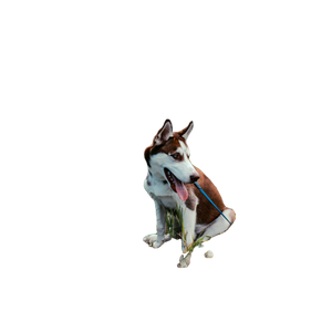 Tan And White Dog Sitting In The Middle Of Plants – cat PNG with transparent background