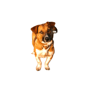Tan Dog Standing On Grass – cat PNG with transparent background