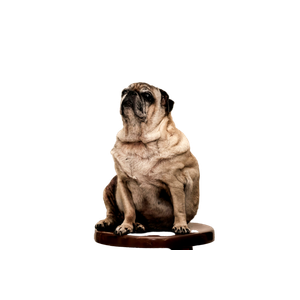 Tan Pug On Brown Wooden Stool – cat PNG with transparent background