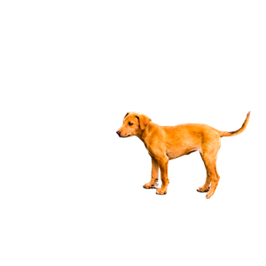 Tan Puppy Near Green Grass – cat PNG with transparent background