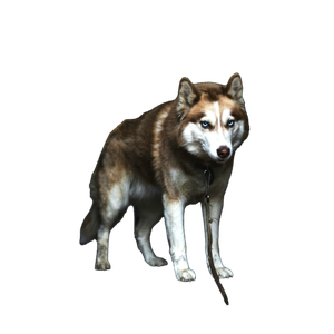 Tan Siberian Husky – cat PNG with transparent background