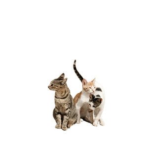 Three Cats Beside Road – cat PNG with transparent background