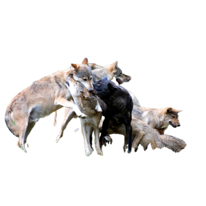 Three Dogs On Green Grass During Daytime