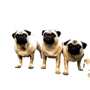 Three Fawn Pugs – cat PNG with transparent background
