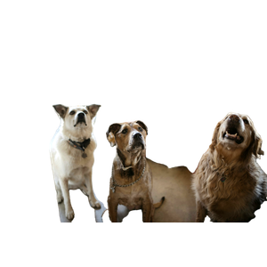 Three Gray Dogs Near The Christmas Tree Looking Up – cat PNG with transparent background