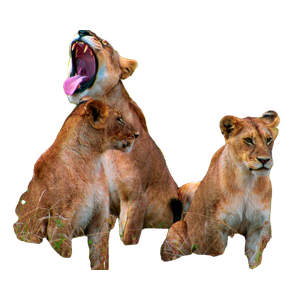 Three Lions Sitting In A Field With Their Mouths Open