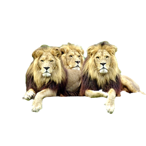 Three Lions Sitting On Top Of A Tv Set
