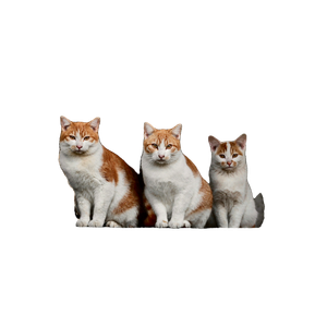 Three Orange And White Cats Sitting On A Ledge – cat PNG with transparent background