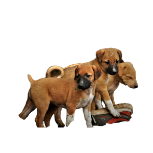 Three Puppies Are Standing On A Pile Of Rubble