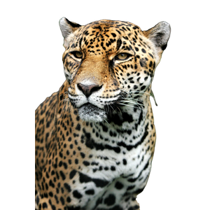 Related cat image: Tiger Closeup Photography