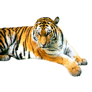 Tiger Lying On Gray Rock 1 - Cat PNG image with transparent background
