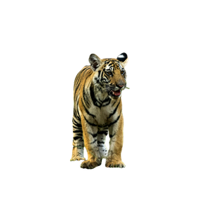 Tiger Lying On Green Grass During Daytime 7 - Cat PNG image with transparent background