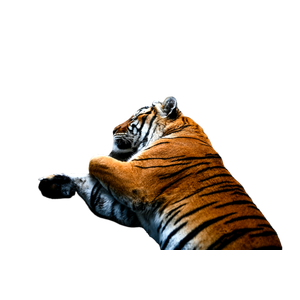 Tiger Lying On Soil - Cat PNG image with transparent background
