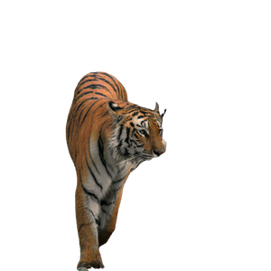 Tiger On Brown Dried Leaves - Cat PNG image with transparent background