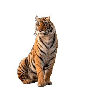 Tiger On Brown Grass During Daytime - Cat PNG image with transparent background