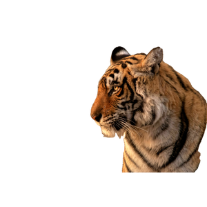 Tiger On Brown Grass During Daytime 1 - Cat PNG image with transparent background