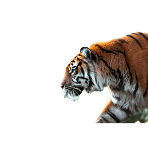Tiger On Brown Tree Branch During Daytime - Cat PNG image with transparent background