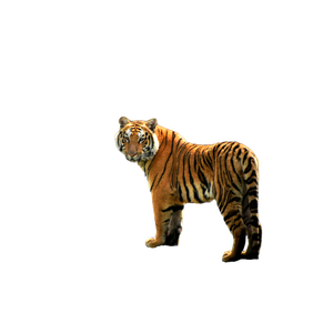 Tiger On Brown Tree Log - Cat PNG image with transparent background