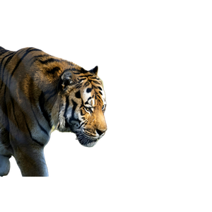 Tiger On Brown Wooden Fence During Daytime - Cat PNG image with transparent background