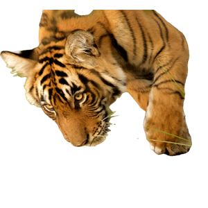 Tiger On Tree Trunk - Cat PNG image with transparent background