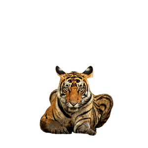 Tiger Prawn Lying On Ground During Daytime - Cat PNG image with transparent background