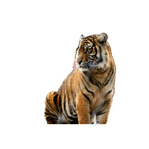 Tiger Sitting On Brown Grass During Daytime - Cat PNG image with transparent background